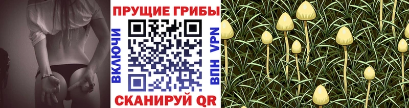 сколько стоит  Миньяр  Псилоцибиновые грибы мицелий 